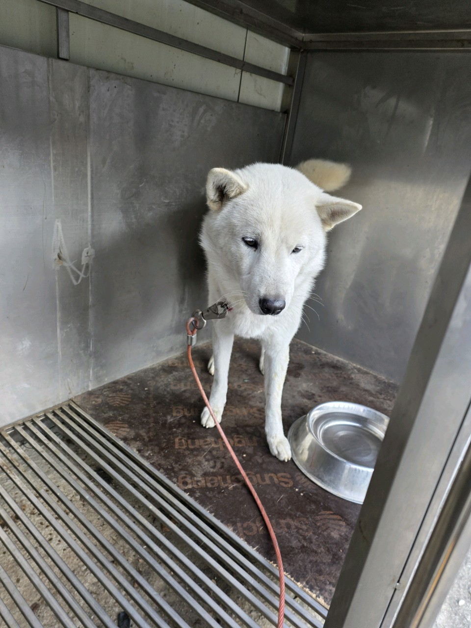 종료(반환) 믹스견…